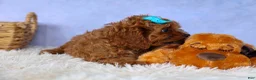 Cavapoo dogs for sale: Kody 🐶 - Ad 9