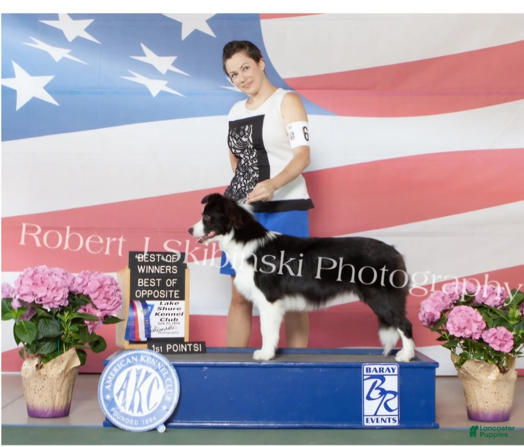 Border Collie dogs for sale: Border Collie Puppy 4 - Ad 12