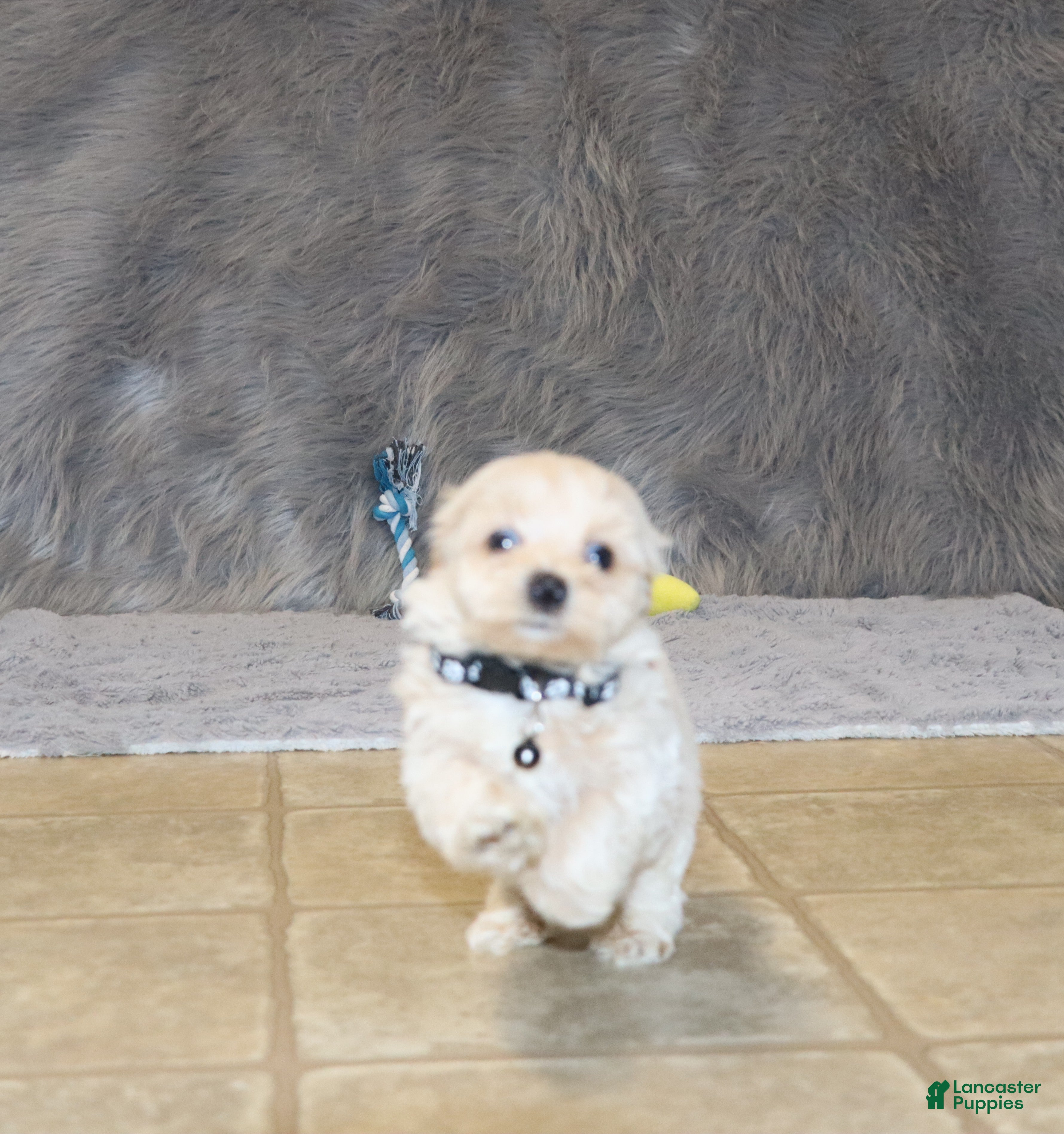 Havapoo dogs Pinto 💙 Toy/Miniature - Ad 2