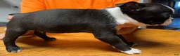Boston Terrier dogs for sale: Boston Terrier 6 - Franklin - Ad 4