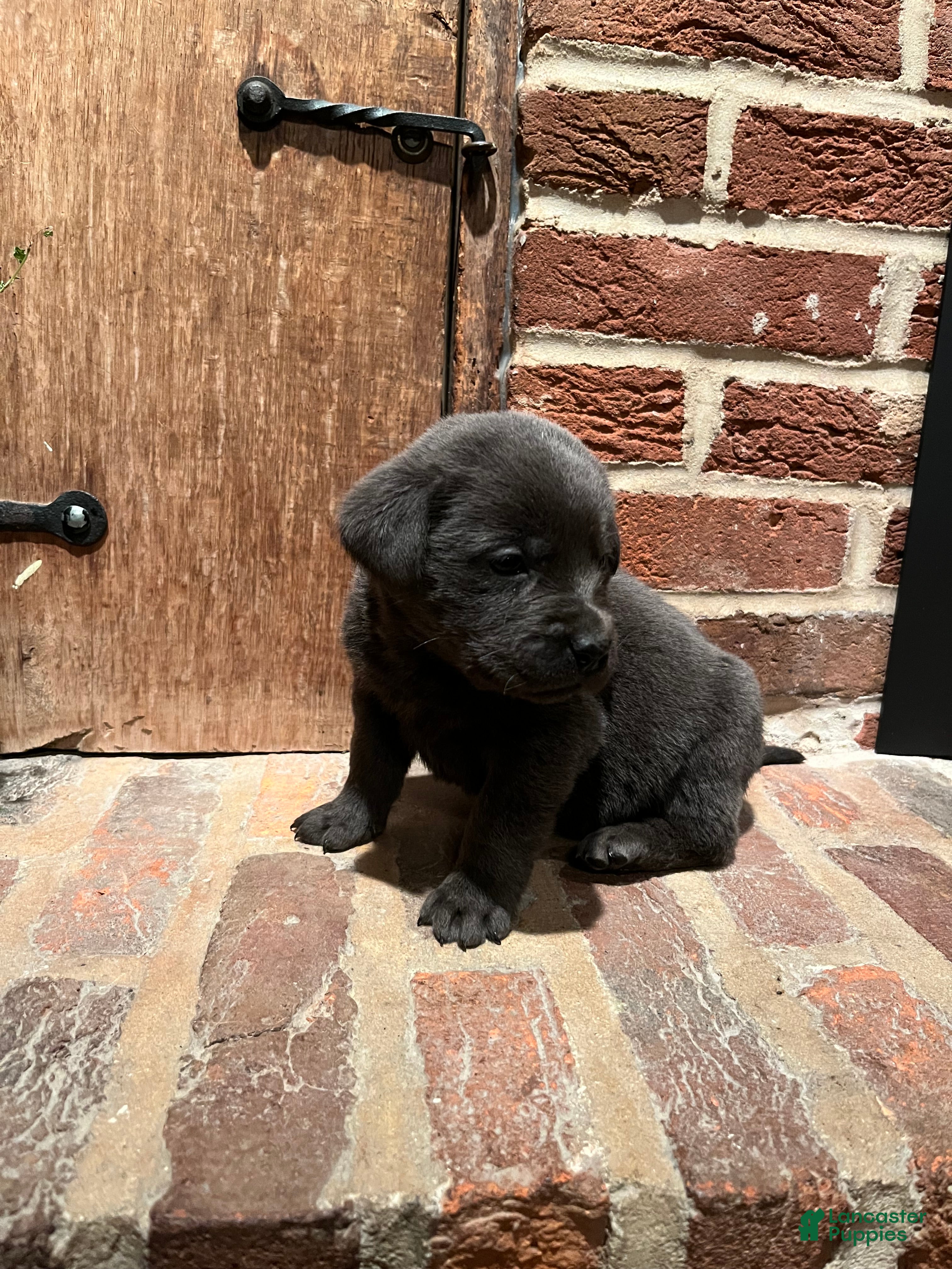 Labrador Retriever dogs Rosey - Ad 2
