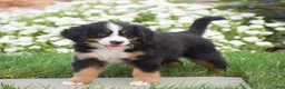 Bernese Mountain Dog dogs for sale: Reba - Ad 2