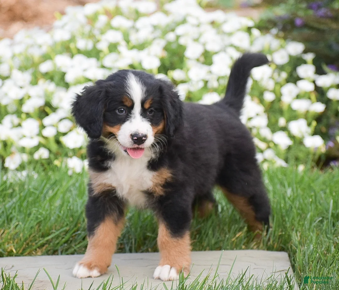 Bernese Mountain Dog dogs for sale: Reba - Ad 2