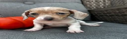 Miniature Dachshund dogs for sale: Olive - Ad 6