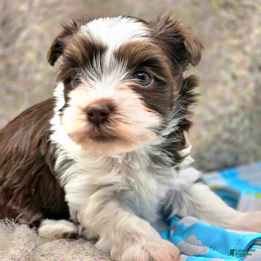 Yorkshire Terrier dogs for sale: Glory - Ad 2