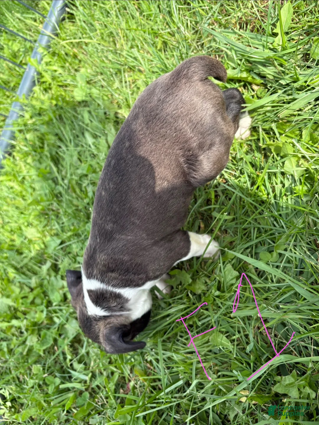 Boston Terrier dogs for sale: Boston Terrier 1 - Ad 1