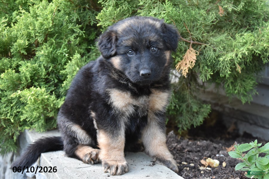 Mixed Breed dogs Kylie - Ad 2