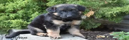 Mixed Breed dogs for sale: Kylie - Ad 2