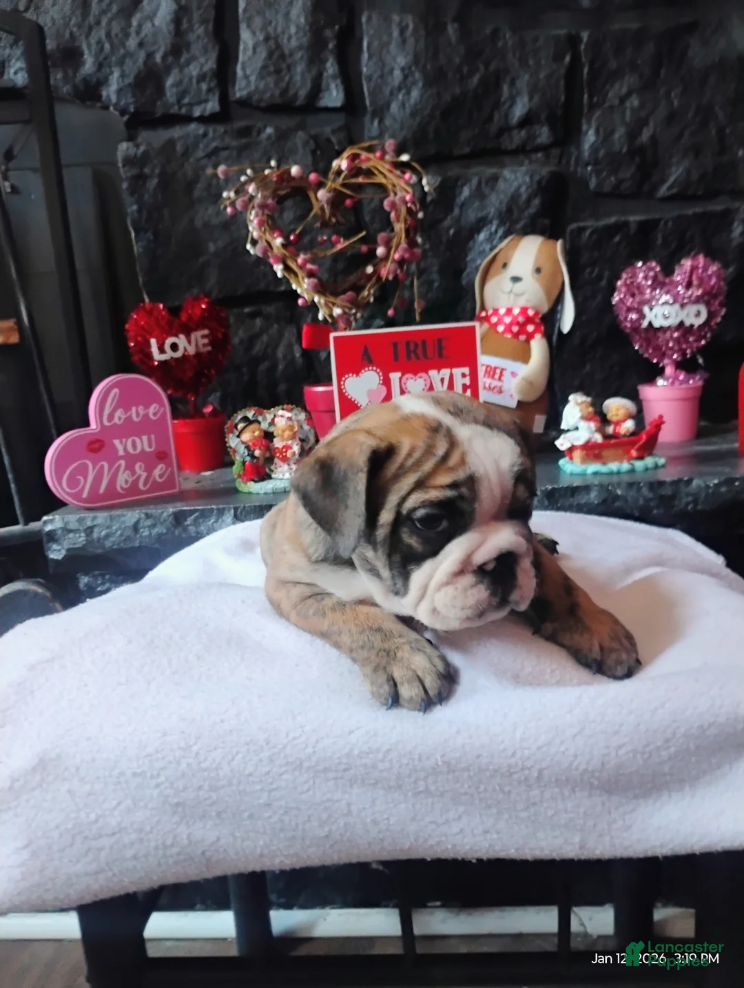 English Bulldog dogs for sale: Kit Kat  - Ad 3