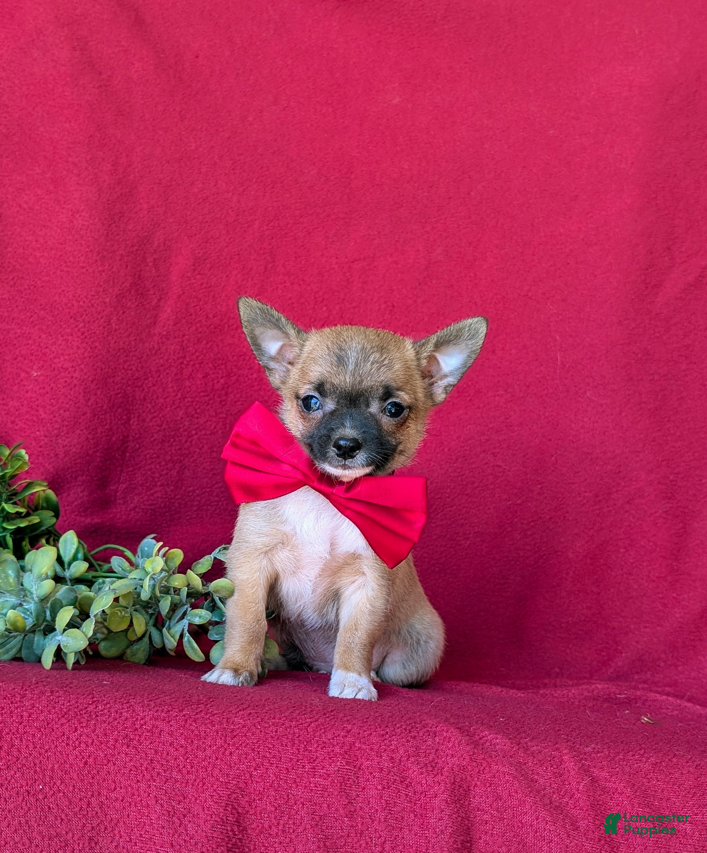 Chihuahua dogs for sale: Davis - Ad 2