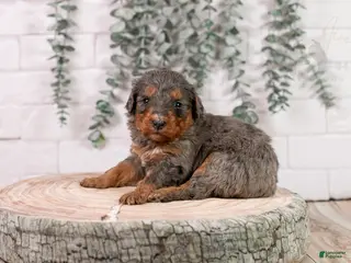 Bernedoodle dogs Summit - Ad 25