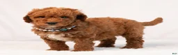 Mini Goldendoodle dogs for sale: Blair - Ad 5