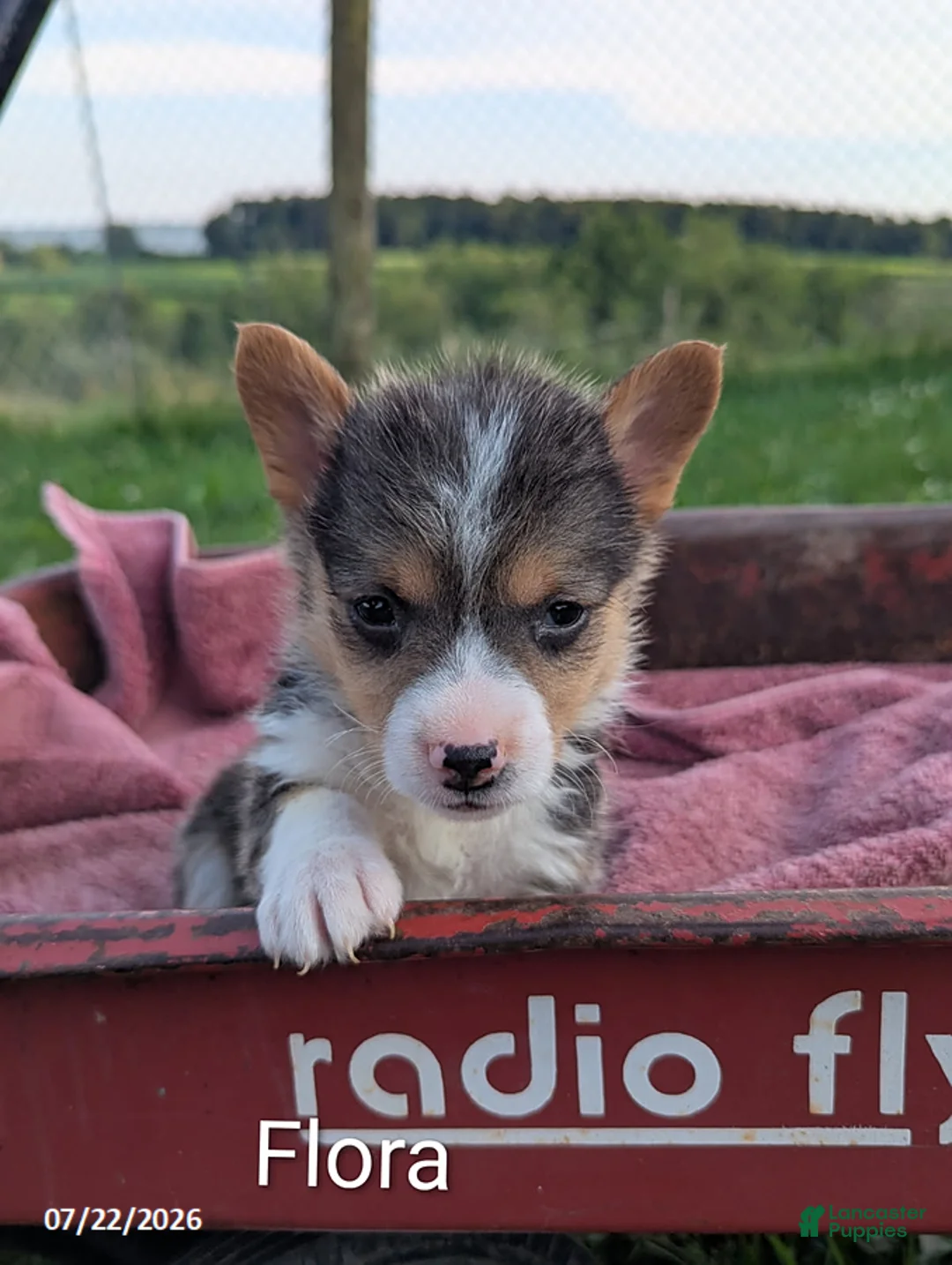 Welsh Corgi Pembroke dogs for sale: Flora - Ad 1