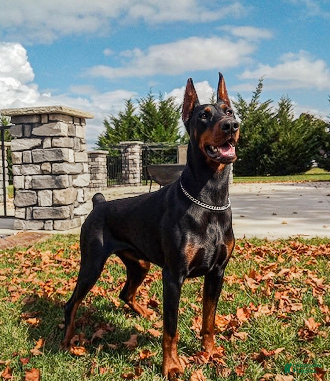 Doberman Pinscher dogs for sale: Doberman Pinscher Puppy 4 - Ad 3