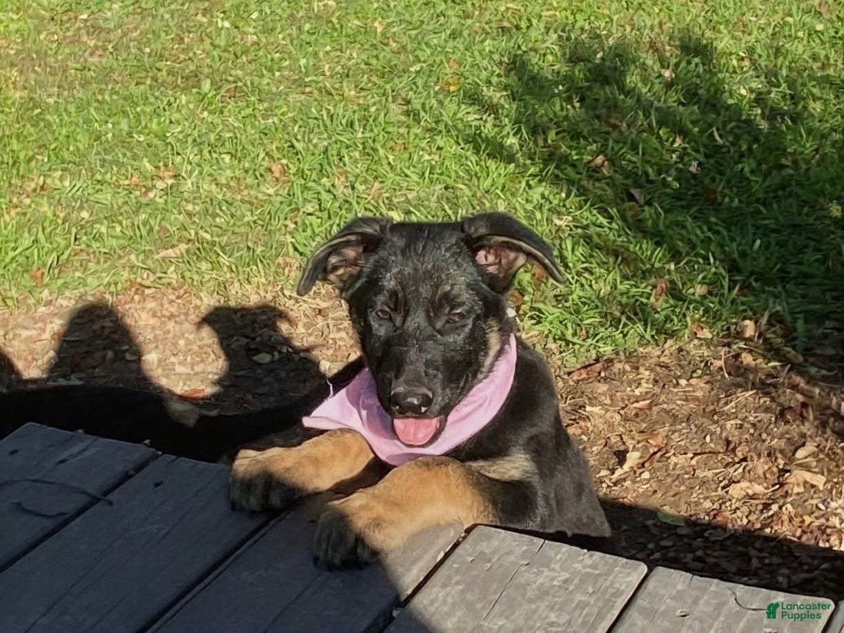 German Shepherd dogs ♥️SWEET ANNA♥️ - Ad 2
