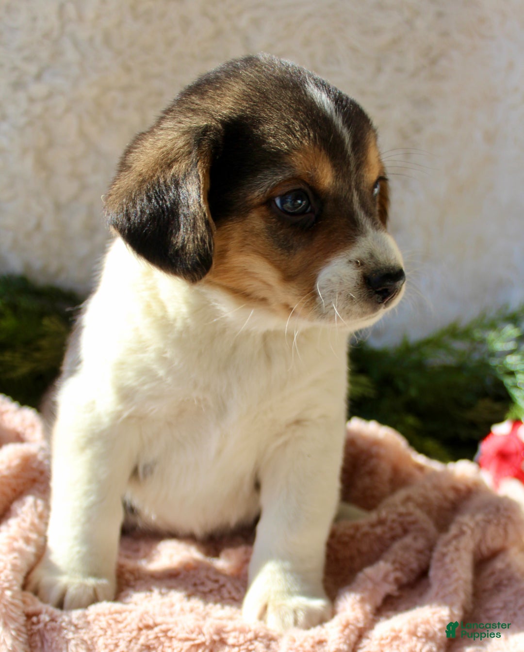 Mixed Breed dogs for sale: Cutie - Ad 6