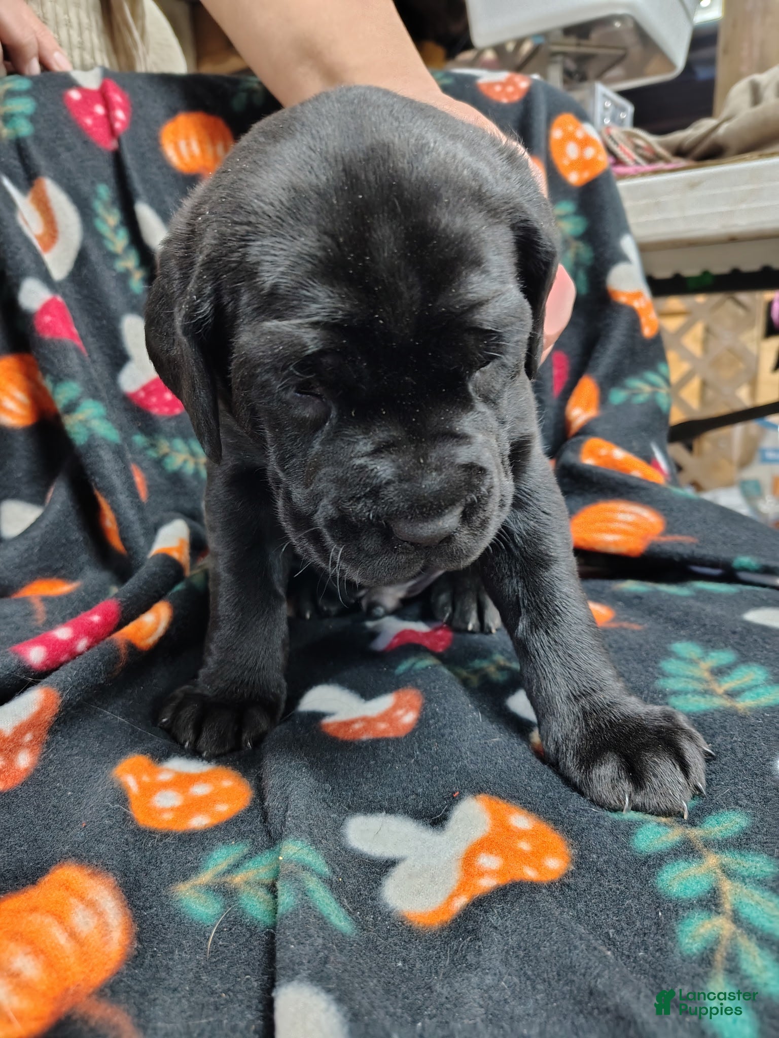 Mixed Breed dogs Mixed Breed Puppy 2tropical - Ad 2