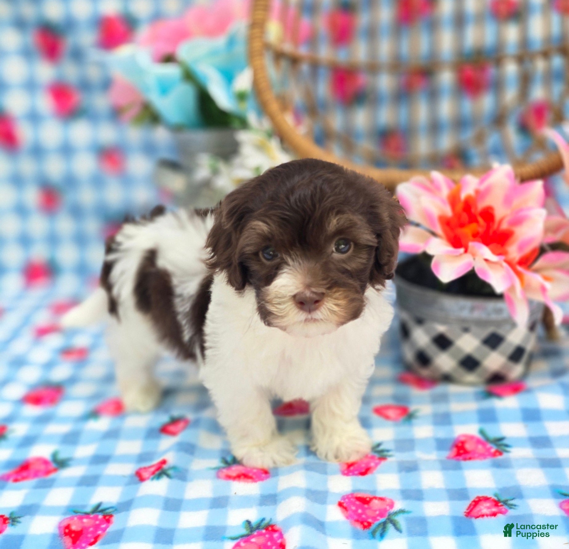 Havapoo dogs Wafer - Ad 26