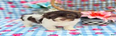Wafer
