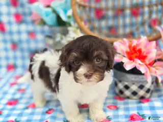 Havapoo dogs Wafer - Ad 26