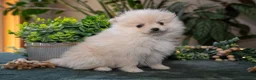 Pomeranian dogs for sale: Sawyer - Ad 1