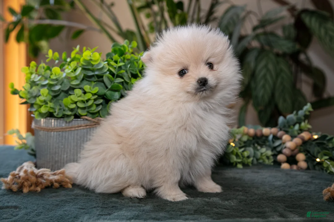 Pomeranian dogs for sale: Sawyer - Ad 1