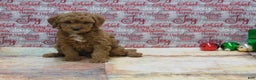 Goldendoodle dogs for sale: Mini Rusty - Ad 3