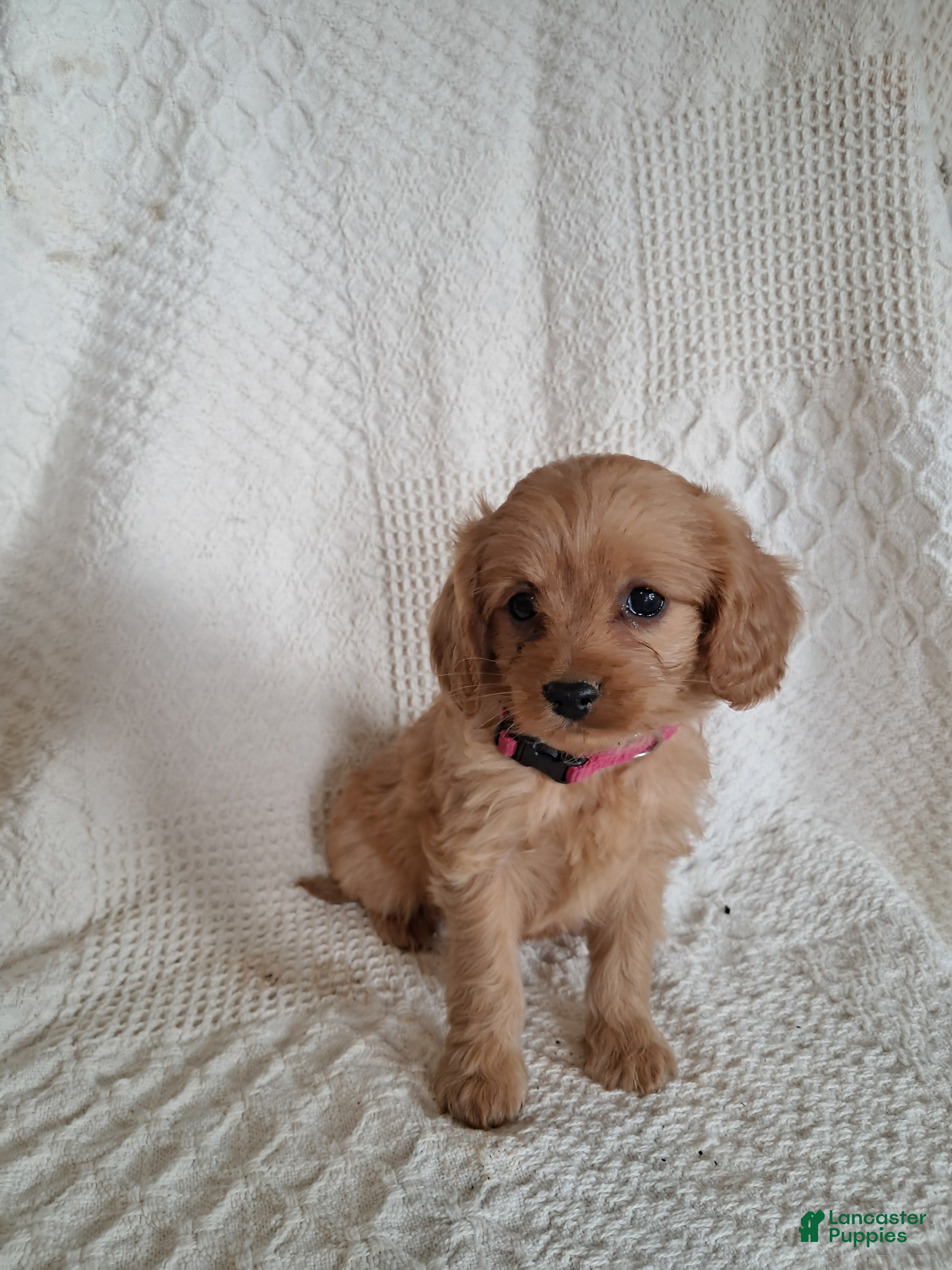 Cavapoo dogs Suzy - Ad 2