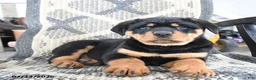 Rottweiler dogs for sale: Denis - Ad 3