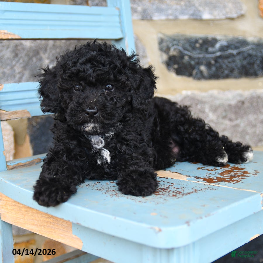 Mixed Breed dogs Buster - Ad 2