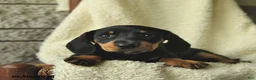 Miniature Dachshund dogs for sale: Kaya  - Ad 4