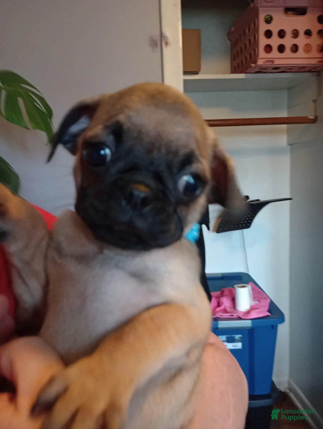 Pug dogs for sale: Baby blue - Ad 2
