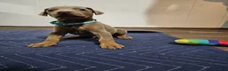 Doberman Pinscher dogs for sale: Doberman Pinscher 5 - Ad 6