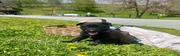 Belgian Malinois dogs for sale: Roxy❤️🐾AKC Registered🐾❤️❤️Text 717-202-9120 - Ad 10