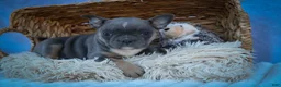 Frenchton dogs for sale: Poppy  - Ad 3