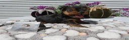 Yorkshire Terrier dogs for sale: Yorkshire Terrier 2 Willie - Ad 3