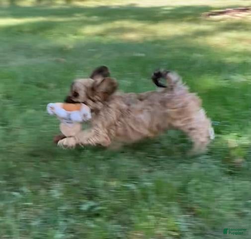 Mixed Breed dogs Nash - Ad 2