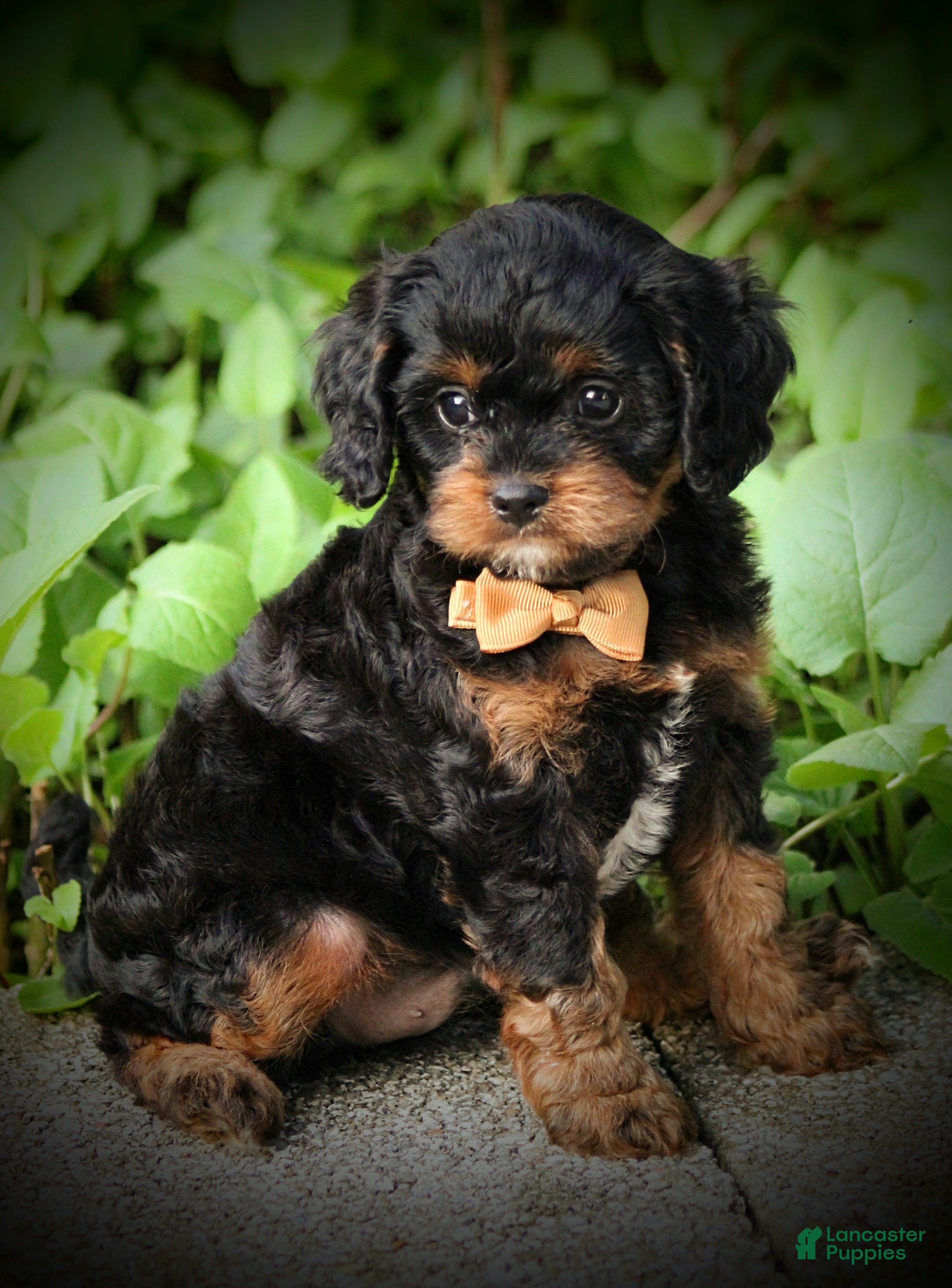 Cavapoo dogs Rylie - Ad 1