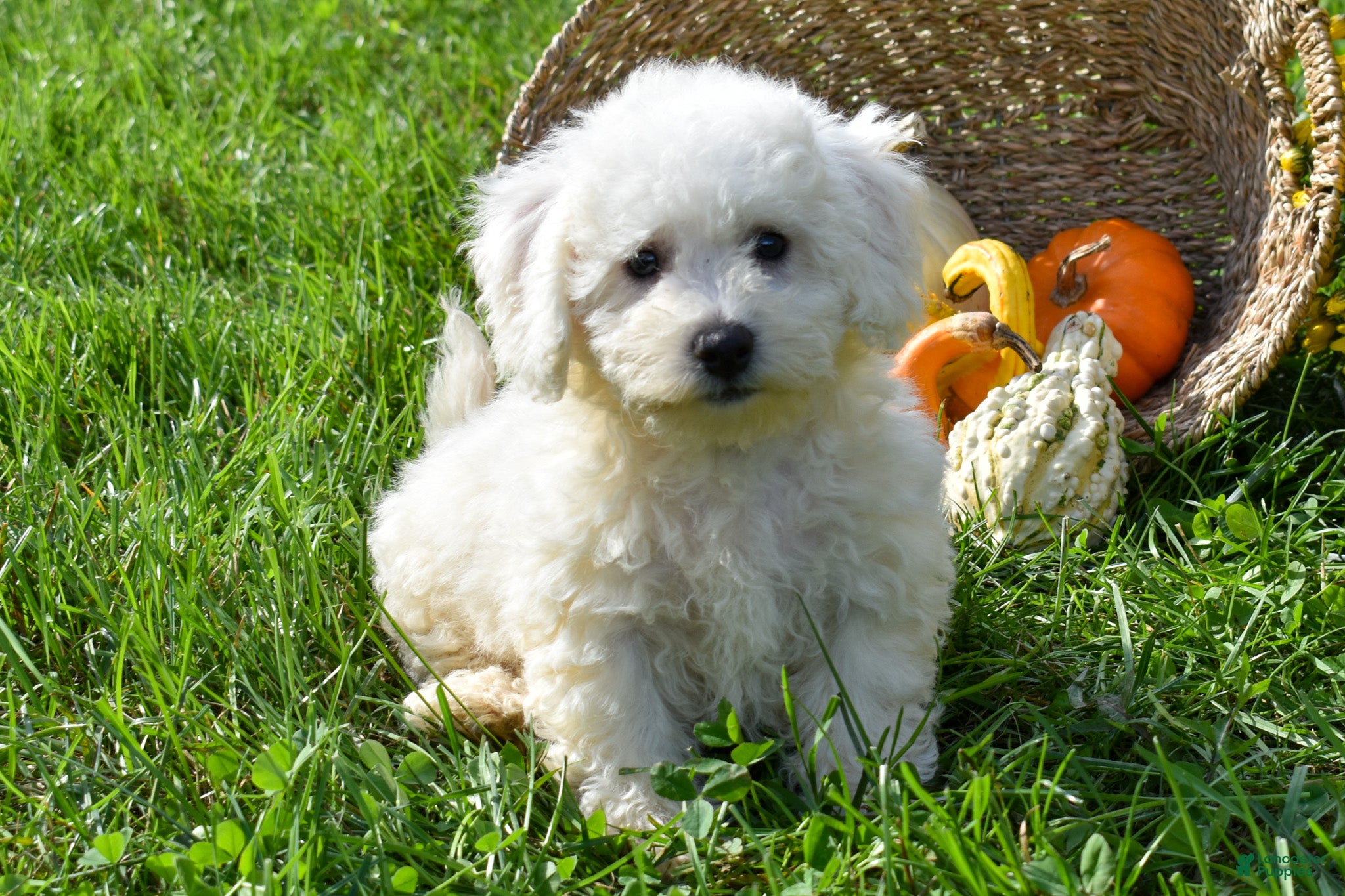 Bichon Frise