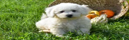 Bichon Frise dogs for sale: Tucker 🦴 - Ad 2