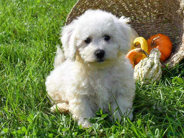 Bichon Frise dogs for sale: Tucker 🦴 - Ad 2