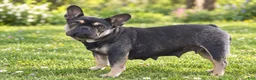 French Bulldog dogs for sale: Pansy - Ad 4