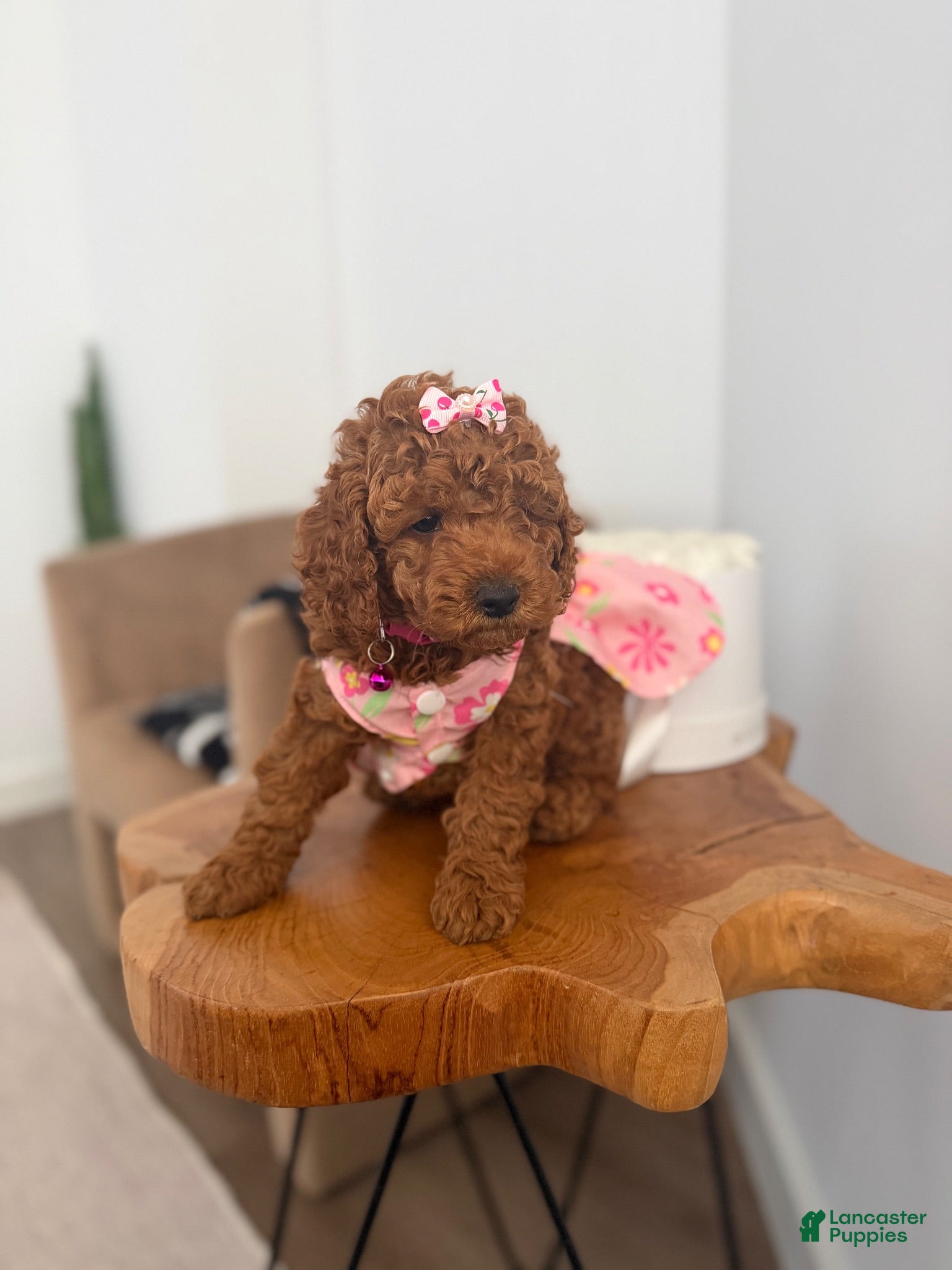 Miniature Poodle dogs Miniature Poodle 1 - Ad 10