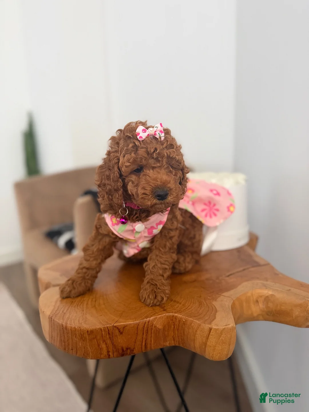 Miniature Poodle dogs for sale: Miniature Poodle 1 - Ad 1