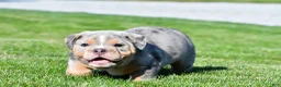 Beabull dogs for sale: Tucker - Ad 2