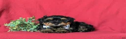Yorkiepoo dogs for sale: Napoleon Hypoallergenic 7 lbs Full Grown - Ad 5