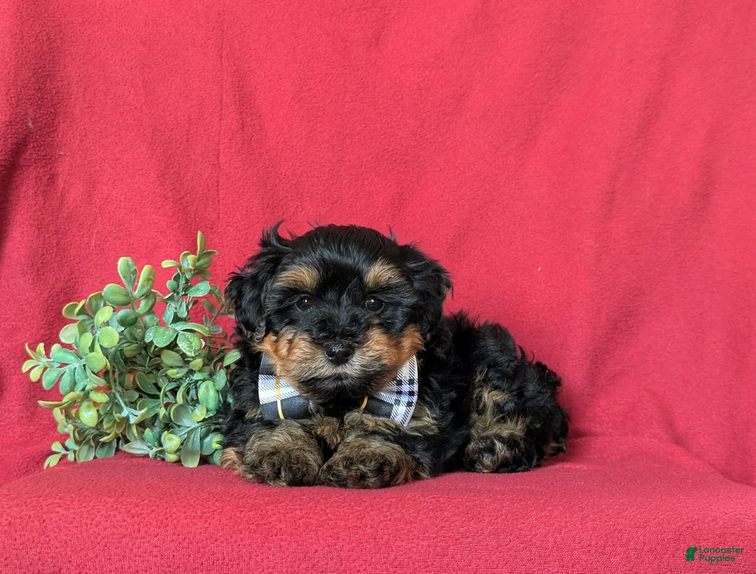 Yorkiepoo dogs for sale: Napoleon Hypoallergenic 7 lbs Full Grown - Ad 5