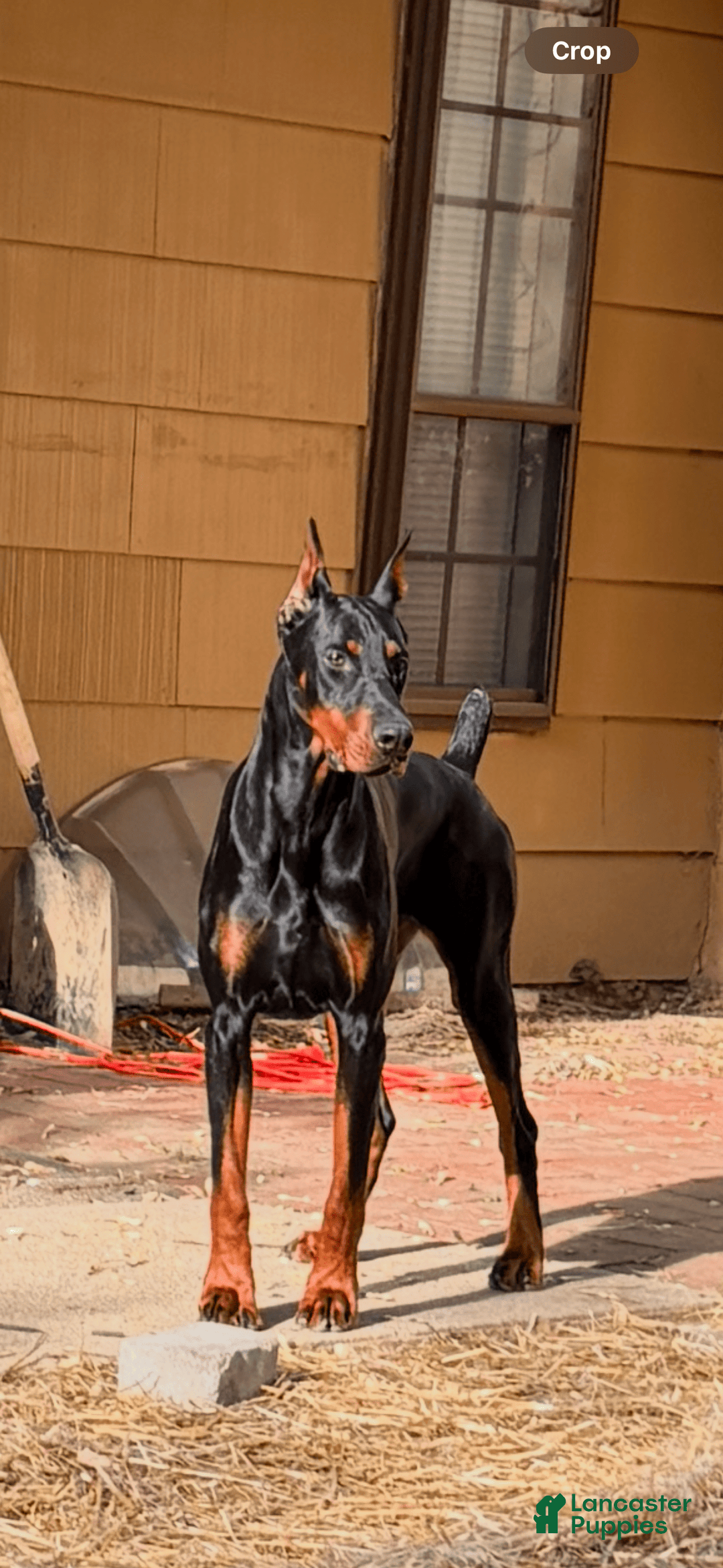 Doberman Pinscher dogs for stud: Doberman stud - Ad 1