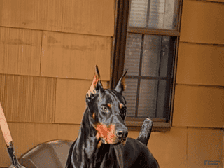 Doberman Pinscher dogs Doberman stud - Ad 1