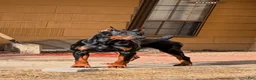 Doberman Pinscher dogs for stud: Doberman stud - Ad 1